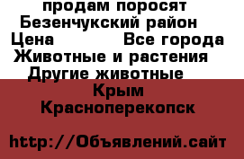 продам поросят .Безенчукский район  › Цена ­ 2 500 - Все города Животные и растения » Другие животные   . Крым,Красноперекопск